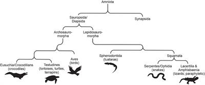 The Diversity and Adaptive Evolution of Visual Photopigments in Reptiles